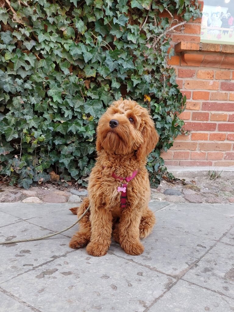 Labradoodle Rhea na tle roślin